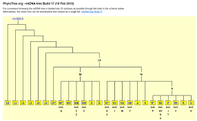 Mitochondrial Dna Build 17 Update At Family Tree Dna