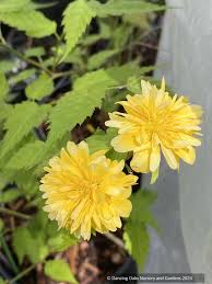 Image result for Kerria japonica