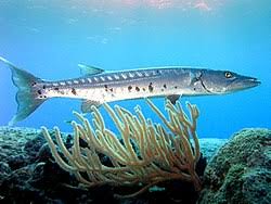 Видео finding nemo barracuda канала riley korus. Barracuda Wikipedia