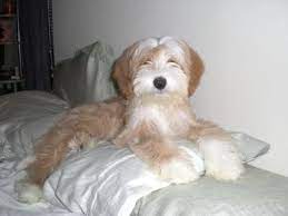 Tibetan Terrier Tibetan Terrier Cute Dogs Terrier Puppies
