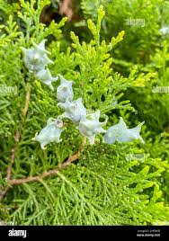 Image result for Platycladus orientalis
