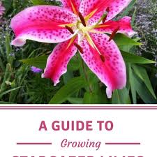 Pure white petals and cups, very fragrant. A Guide To Growing Spectacular Stargazer Lilies Dengarden