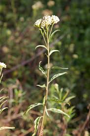 Image result for Microcharis