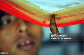 1.422 North America Butterfly Stock Photos, High-Res Pictures, and Images