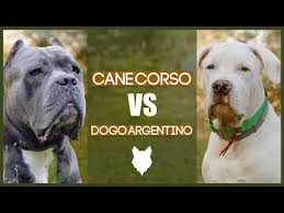 Dogo Argentino Vs Amrican Bully Sound 2 Bad End Youtube