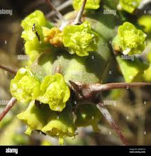 Image result for Euphorbia schinzii