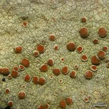 Image result for Eriosema flexuosum