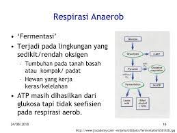Respirasi tentunya dilakukan oleh semua jenis makhluk hidup tanpa terkecuali. Respirasi Energi Dihasilkan Dalam Bentuk Atp Yang Digunakan Untuk Pemeliharaan Dan Perkembangan Tumbuhan 24 08 Ppt Download