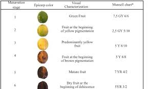 Color Of Physic Nut Fruits Jatropha Curcas L At Different