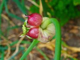 Cat repellent recipes submitted by our readers that you can make at home. Garlic Poisonous Plant For Pets