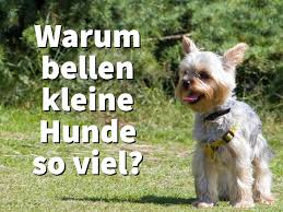 Nicht mehr okay ist es, wenn das länger als eine halbe stunde am tag geht. Warum Bellen Kleine Hunde So Viel Mehr Klaffer Als Grosse