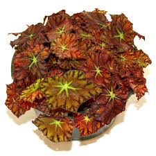 Image result for Begonia elatostemmoides