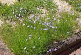 Image result for Wahlenbergia ramosissima