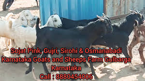 The breed is considered useful both for meat and milk. Sojat Gulabi Gujri Sojat Osmanabadi Goats For Sale Karnataka Goats Sheep Farm Gulbarga 8880454006 Youtube