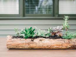 These highly appealing succulents would adorn your decor in any way like being the centerpieces of coffee table, dining tables or gracing up the shelves, mantles, side tables and the windows too. Plant Succulents In A Log For A Fresh Fall Centerpiece Hgtv