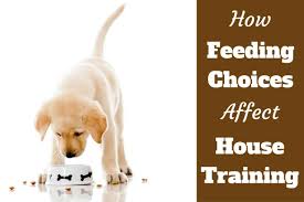 Feed puppy on a schedule, they eliminate on a schedule. House Training Feeding Choices Make A Massive Difference