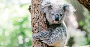 Image result for koala