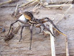 Edderkopper forekommer overalt der det finnes godt med bytte (insekter er hovedføde). Ulveedderkopper Wikipedia