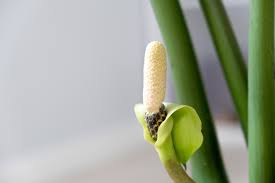 Zamioculca dá flor? Veja curiosidade sobre a planta da fortuna - Estadão