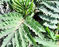 Image result for Melianthus major