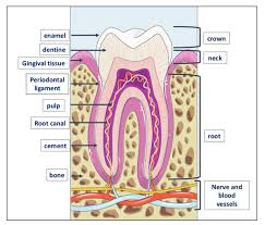 Image result for Tooth Anatomy
