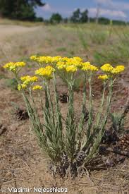 Image result for Helichrysum arenicola
