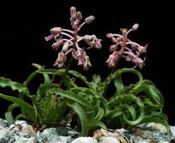Image result for Ledebouria macowanii