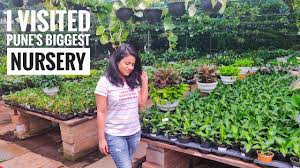 The sill lets you try it for one year, and you can return it if your thumb is the very light shade of green as. Biggest Plant Nursery In Pune Sanjay Nursery Tour Youtube