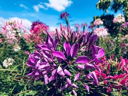 Image result for Cleome houtteana