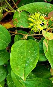 Image result for Smilax anceps