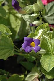Image result for Thunbergia battiscombei