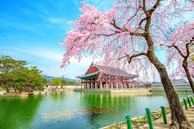 Bunga sharon (bunga nasional korea). 60 Tempat Wisata Di Korea Selatan Yang Seru Dan Tidak Akan Terlupakan