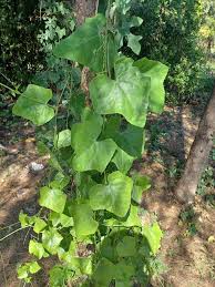 Image result for Coccinia grandis