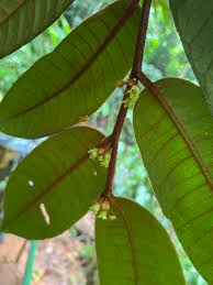 Image result for Sapotaceae