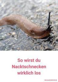 Nacktschnecken Plage So Wirst Du Die Biester Schnell Los Herb Garden Design Patio Herb Garden Slugs