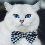 O Ile Baslayan Turkce Erkek Kedi Isimleri Ve Anlamlari Petyasam
