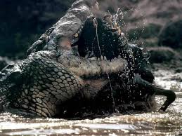 Mar 31, 2020 · the life span of crocodiles varies depending on the species. How Long Do Alligators Live In Captivity And In The Wild