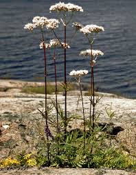 Image result for Valerianaceae