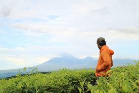 Ialah kebun teh tambi wonosobo yang merupakan salah satu destinasi wisata yang cukup menyita perhatian wisatawan. Wisata Di Perkebunan Teh Kertowono Apa Saja Aktivitasnya
