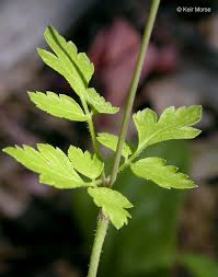 Image result for Searsia monticola