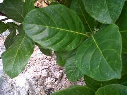 Efektivitas daun nangka dalam ransum ruminansia. 84 Gambar Daun Nangka Kering Gambar Pixabay