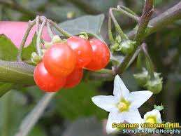 Image result for Solanum villosum