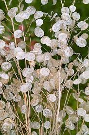 Lunaria is a nonprofit organization, secular, independent and autonomous by the lunaria practices and fosters processes of social change at local, national and. Judaspfennig Gartensilberblatt Samen Lunaria Annua Saatgut Samereien Wildblumensamen