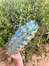 Image result for Pycreus aethiops