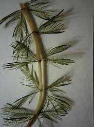 Image result for Federal Yellow 1956 Idaho State of