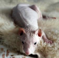 Dihori ca si animale de companie? Boala Glandelor Suprarenale La Dihor Hiperestrogenism Si Nu Hipercorticism Vet Magazin Ro