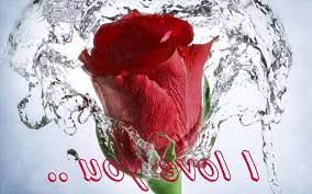 Awesome hd wallpaper love rose dil 57 love flower wallpapers on wallpaperplay. Flower Rose Flower Love Image Download