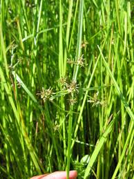 Image result for Cyperus luteus
