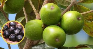 Image result for Vitex doniana