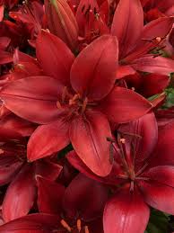 For a fun project with the kids, grow your amaryllis next to a ruler and chart its progress. How To Force Amaryllis Bulbs For Christmas èŽ¹723 Garden Manage Gfinger Is The Best Garden Manage App